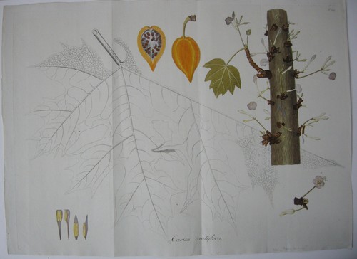 Melonenbaum Carica cauliflora kolor Kupferstich 1797 - 第 1/1 張圖片