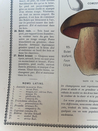ESSBARE & GIFTIGE PILZE 1890 VON APREVAL ORIGINAL POSTER DRAEGER - Bild 15 von 24