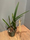 Bl. Yellow Bird `Reese' Select Division Cattleya Orchid Plant — photo 4