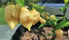 Peach Carolina Reaper Pepper Seeds  🇺🇸 USA Grown 🇺🇸