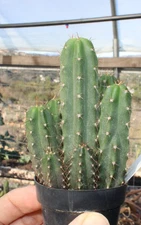Echinopsis brid SS02 x pac Landfill - Compot