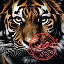 Digital Image Picture Photo Wallpaper Background Desktop Art- TIGER 