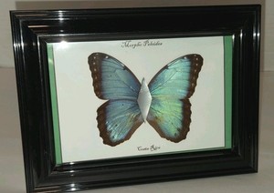 Morpho | eBay