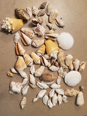 Pound And Half Mixed Seashells Sea Shells Crafts Decorating Collectible Lot!