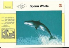 1992 Grolier, Wildlife Adventure Cards, Animals, #2.4 Sperm Whale
