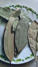 100 Premium Dried Bay Leaves Laurus nobilis   Aromatic Herb for Digestion