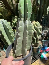 Cereus Peruvianus Night Blooming Tree Cactus 13” Tall #132W