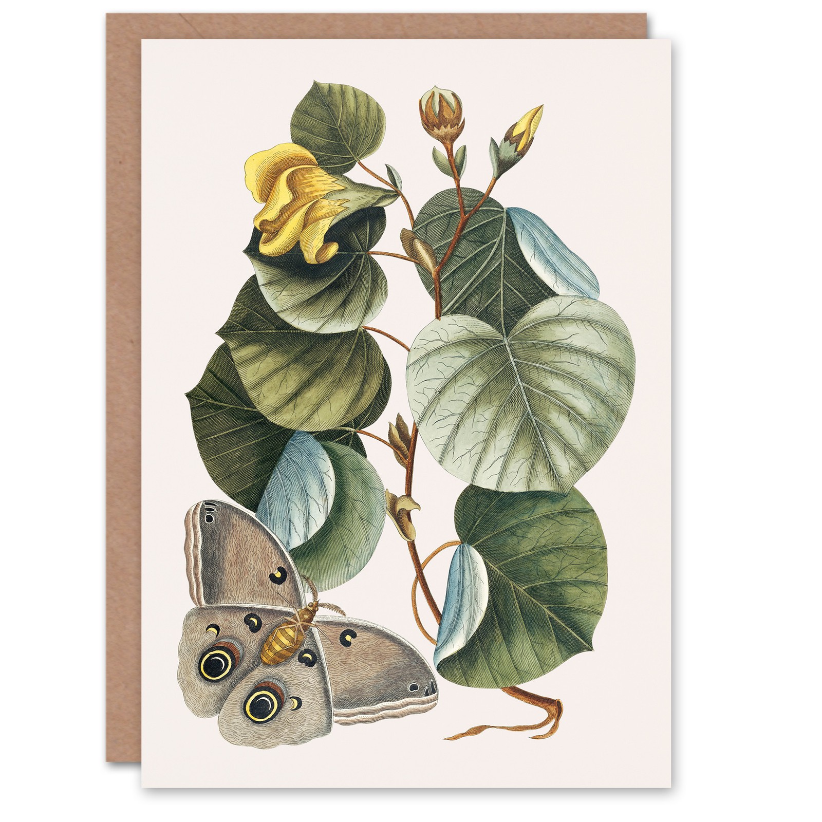 Mark Catesby Art Card Ketmia Hibiscus Flower and Butterfly Blank Greeting Card