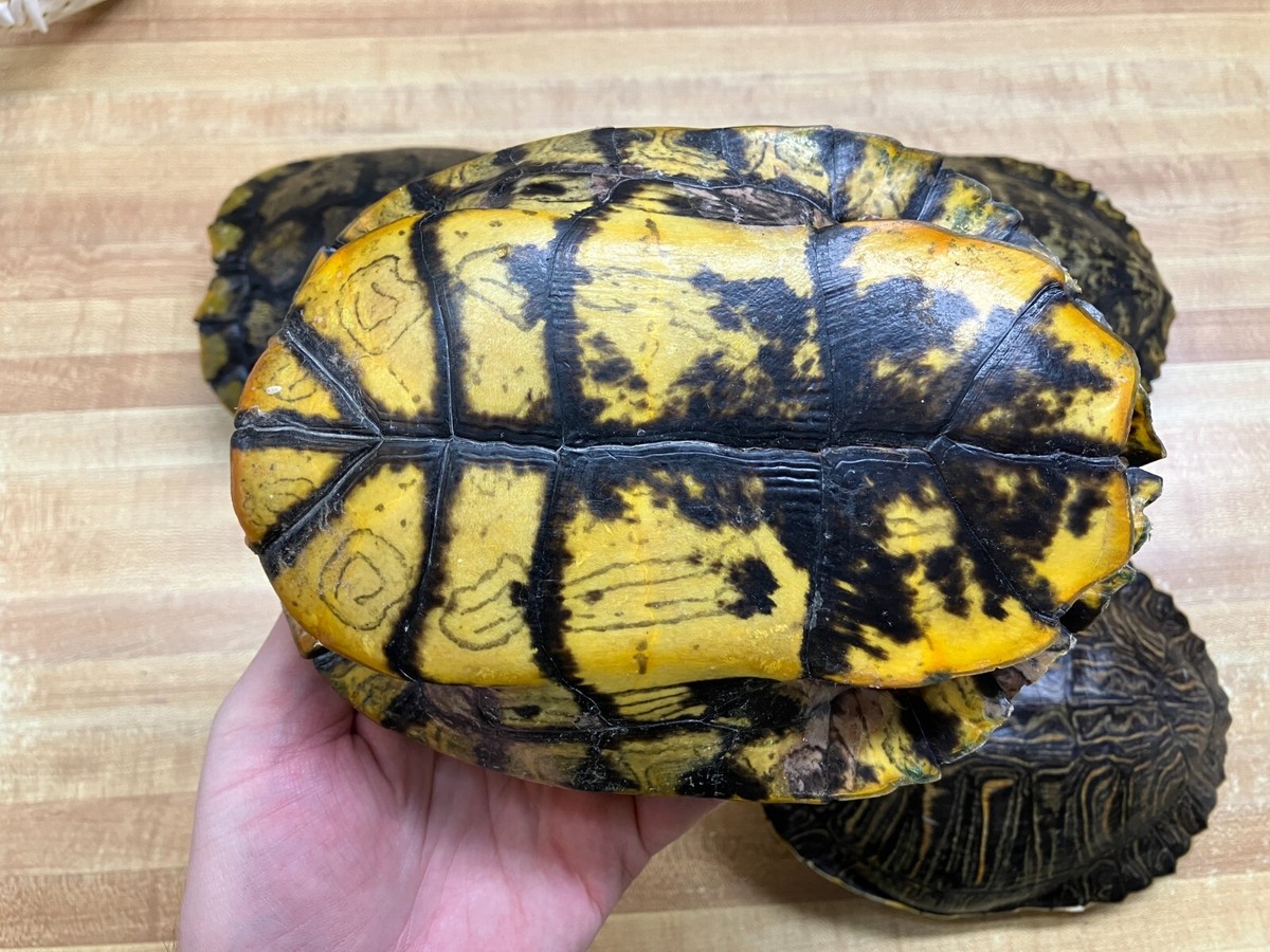 Red Ear Turtle Shell 6-7 Inch - Trachemys Scripta Elegans For Crafts ...