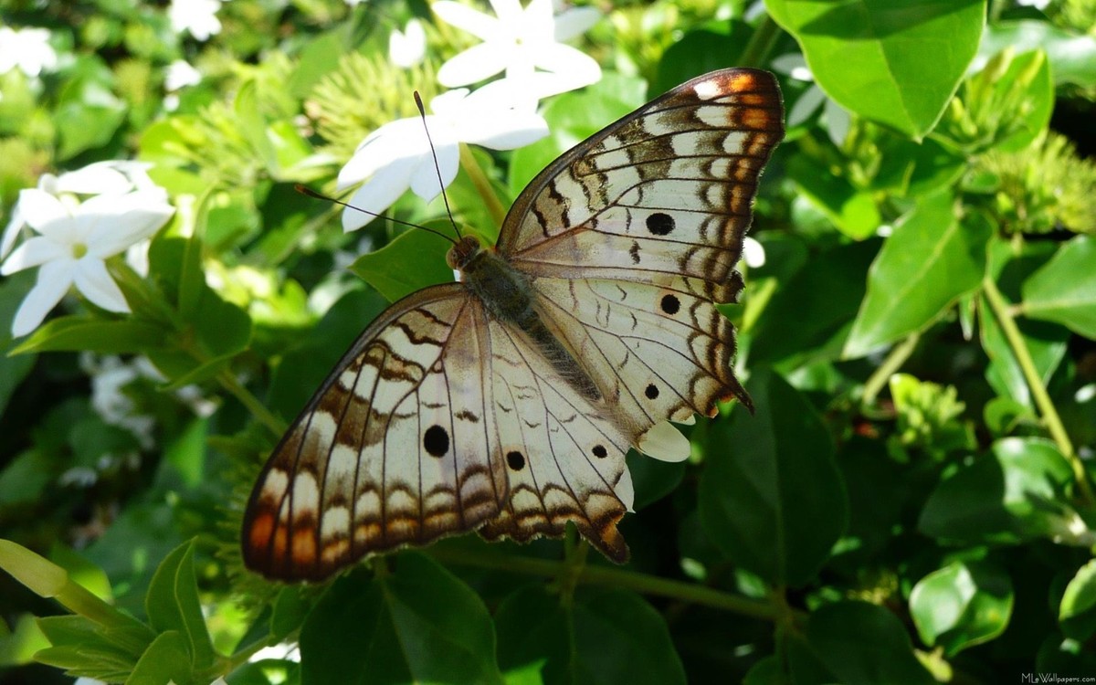 ジャスミン2/2 KEEN｜CHILDREN JASPER II キッズ ジャスパー ツー | Rakuten