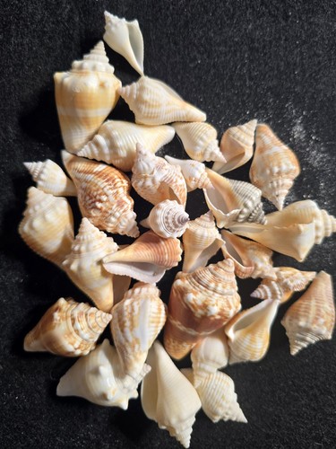Florida Fighting Conch Shells Small & medium (Many in stock)