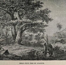 Bread Fruit Tree Otaheite Woodcut Print 1887 Victorian Africa Art DWEE19
