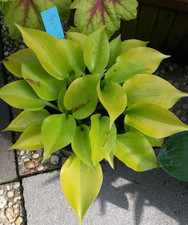 Hosta Funkie "Apple Tini"