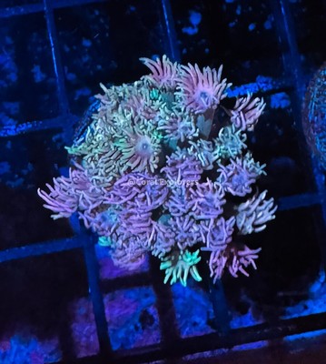 CE- WYSIWYG Twist of Fate Rainbow Goni Frag - Live Coral Frag LPS SPS #R1GF9