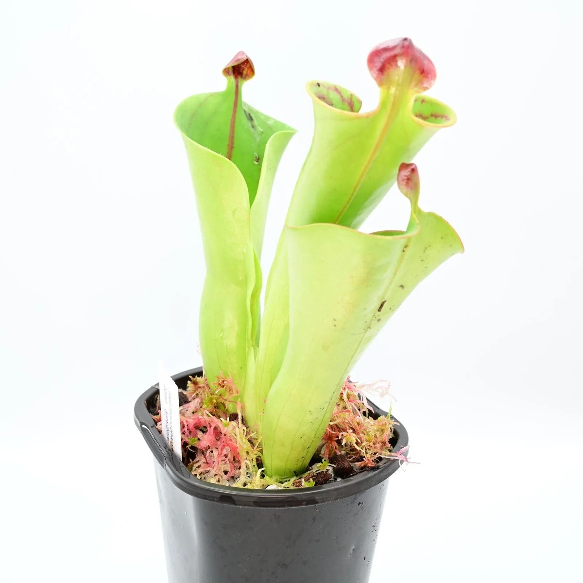 Heliamphora macdonaldae AW 01 - 4.33