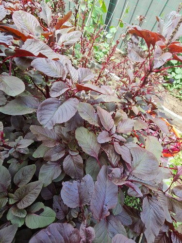Amaranth Garnet Red 100/150 Seeds Red Leafy Spinach Lal Sakh (লালশাক – অর্গানিক) - Picture 5 of 5