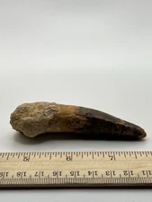 Spinosaurus 3.5” TOOTH  Teeth Dinosaur Fossil before T Rex Cretaceous SC 148