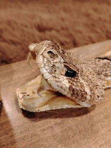 Large 28" Rattlesnake Taxidermy Head + Full Skin on Woodboard Display -Man Cave