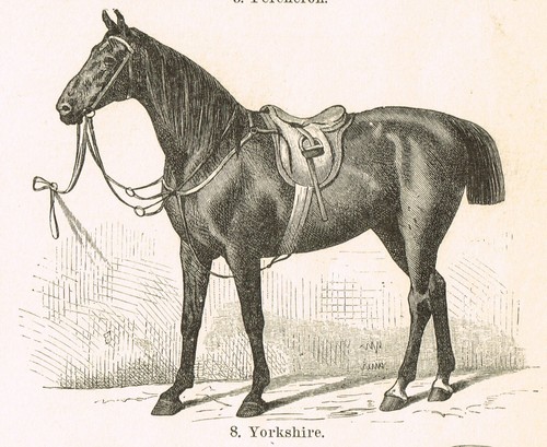 HORSE BREEDS Engraving ORIGINAL ANTIQUE PRINT 1898 Horses - Picture 4 of 9