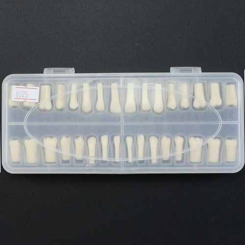 NISSIN 200 Style Dental Typodont Model 32 Removable Teeth Restoration Practice - Picture 19 of 28