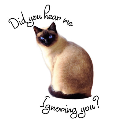 Siamese Cat Sticker Decal