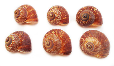 6 Natural Fernandezi Land Snail Shells (1'') Coastal Arts Crafts Hermit Crabs (s)