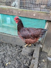 6x Rhode Island Red Large Fowl H@tching 🥚🥚🥚(Chickens / Poultry / Incubation) 