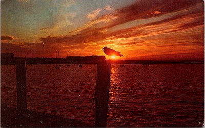 Seagull Birds Animals Rhode Island Coastline Dusk View Ocean Vintage Postcard
