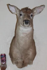 Whitetail Deer Head Shoulder Mount Taxidermy Cape Shed Antler Hunt Mule Rack