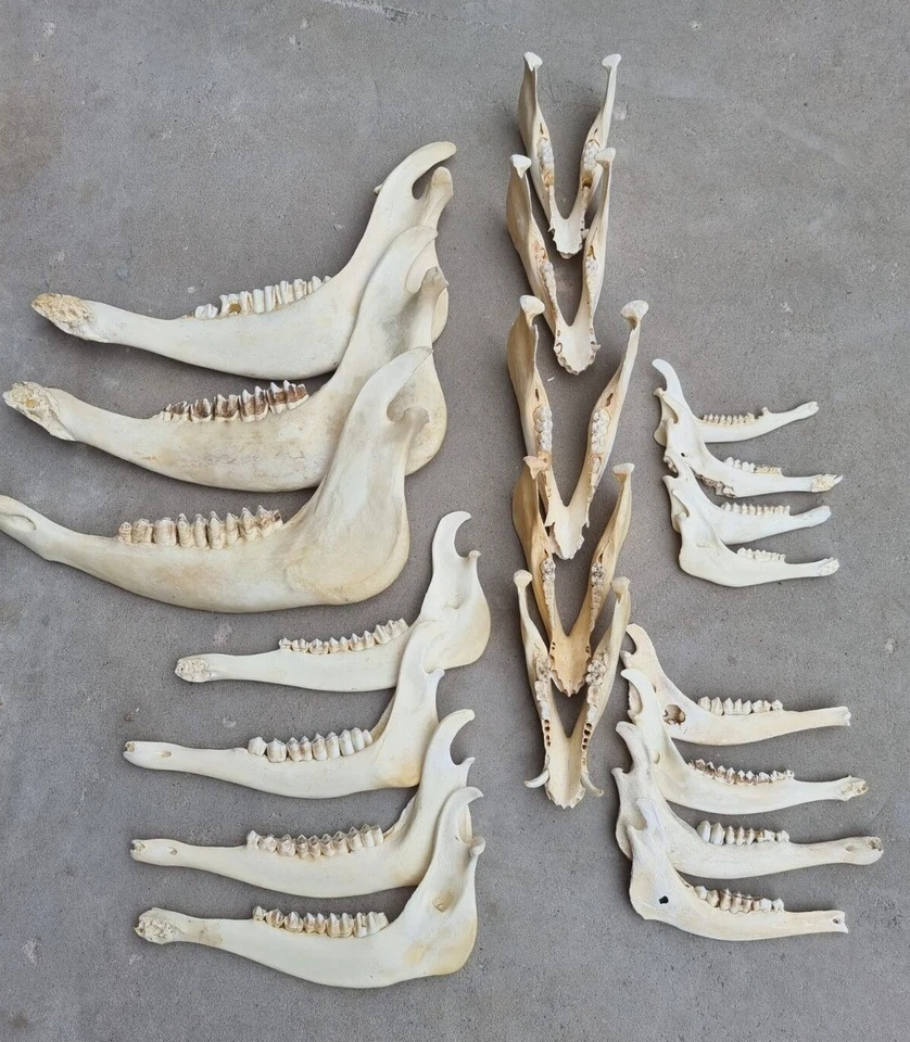 Unterkiefer Knochen Kuh Damwild Reh Rothirsch Wildschwein Kiefer zum Basteln - Bild 3 von 4