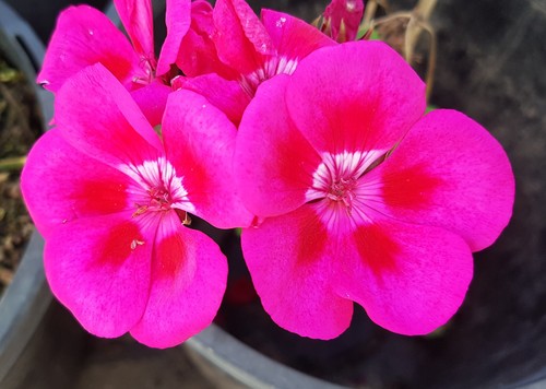 Rose Crystal Zonal Pelargonium x 1 Plant ---------------- Geranium