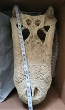 HUGE 25" Alligator Skull Taxidermy Mount mississippiensis Gator Display Florida