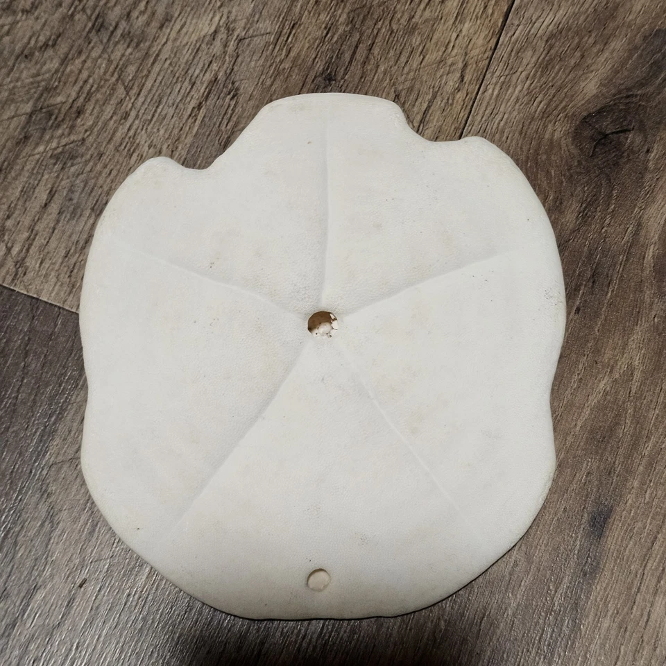 Fossilized Sand Dollar Genuine Sea Urchin Fossil Puffy Sea Biscuit Sanddollar 6" - Image 4 of 4