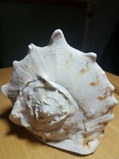 Natural Large Conch Shell Decor Gift Aquarium Crab House 6X5X5"s 1" repair