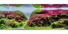 Live Aquarium Plants x 100  - Tropical Water Live Aquarium Plants
