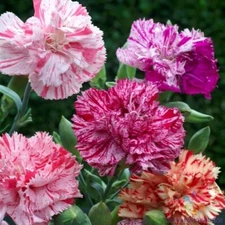200+ Double Picotee Mix Carnation Seeds for Garden - USA - FREE SHIPPING!