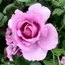 Harkness Roses - Gift Wrapped Rose 'Harry Edland' Lilac Flowers 4 Litre Pot