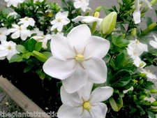 Gardenia Thunbergia 10 Seeds, Fragrant Wild Gardenia, Shrub or Small Tree