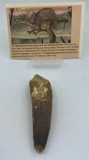 Spinosaurus Teeth Dinosaur F0SSIL Before T Rex Cretaceous K501