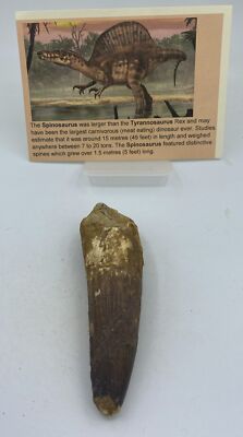 Spinosaurus Teeth Dinosaur F0SSIL Before T Rex Cretaceous K501