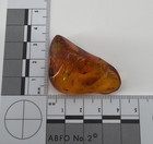 LARGE FLY INCLUSION GENUINE BALTIC AMBER FOSSIL 9.10G POLISHED SHOWPIECE — photo 4
