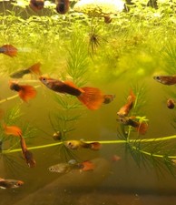 male red young adult guppy