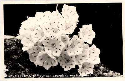 Blossoms of Mountain Laurel Kalmia Latifolia Flowers 1950s RPPC Postcard Photo