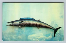 FL-Florida, Wahoo, Fish, Vintage Postcard