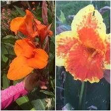 Canna Lily Bulbs Mixed. 2 Of Each Color. (4) Bulbos De Coyoles. 2 De Cada Color