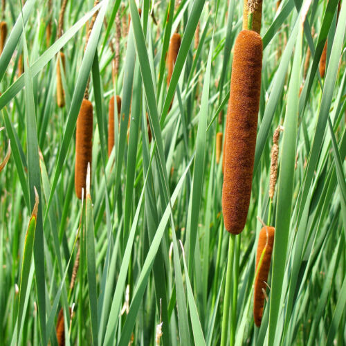 Typha latifolia (bulrush, roseau de Cooper, cumbungi)-1000/3000 GRAINES + cadeau - Photo 1 sur 1