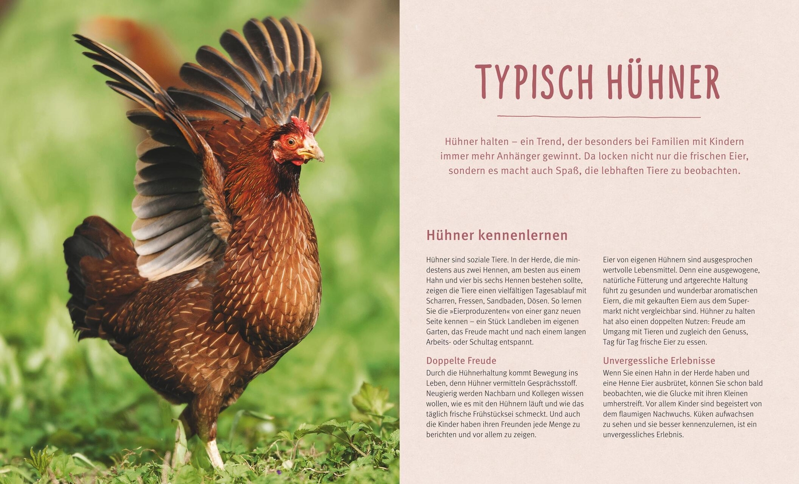 Thumbnail - Hühner Halten Michael Von Lüttwitz