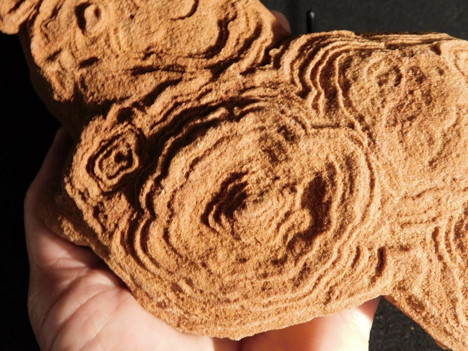 ENORME! Fósil ESTROMATOLITO de 600 millones de años 100% natural Marruecos 2090gr Foto 2 de 4