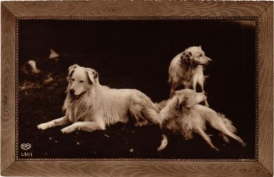 CPA AK Chiens DOGS (729472)