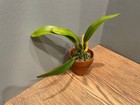 C. trianaei `Jungle Feather' JC/AOS (A) Original Division Cattleya Orchid Plant — photo 6